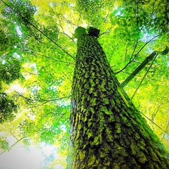 Branwen Oats & Epona Spitshine