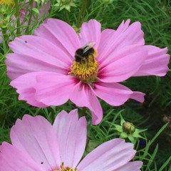 Forgotten Bee tracks
