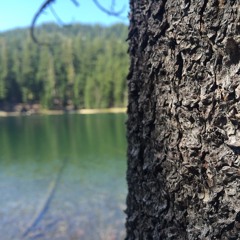 The Executioner (cover)