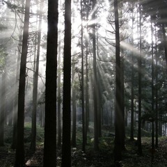 Memories Lost (Somber/Classical/Orchestral)