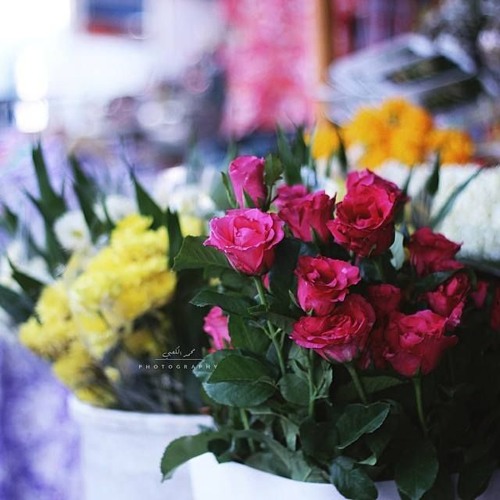 تلاوَة هادئَة جداً  تشْرح القَلبْ