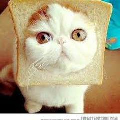 Bread Cat Approves Techno