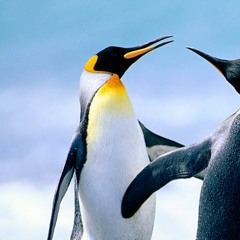 Locke First Cut (mastered by Fliegende Bauten)