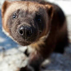 A tricky round in University Challenge
