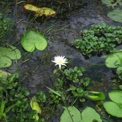 കയ്യെത്തും ദൂരെ ഒരു കുട്ടിക്കാലം ..??