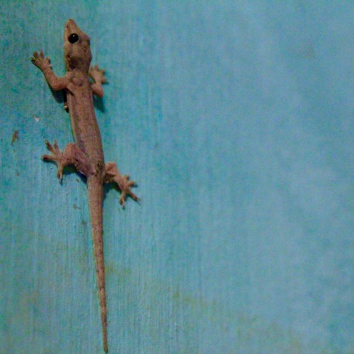 Reptilian Journey (Jordan Rakei Remix)