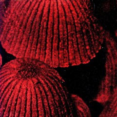 Amanita Vulva - untitled