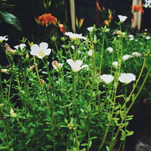 The Jumping Panda Demo