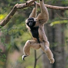 Pileated Gibbon Call