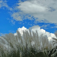 Amolo Dhobolo Paale Legeche3