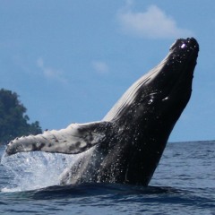 Paloma's Birthday Song - Humpback Whale Singing - Drake Bay, Costa Rica - 9-23-2015