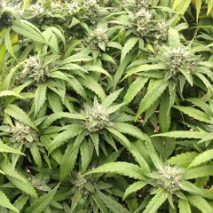 International Herb Riddim 1.1