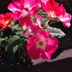 Reed Philip Weimer - Resultant Motion - 06 Antique Rose