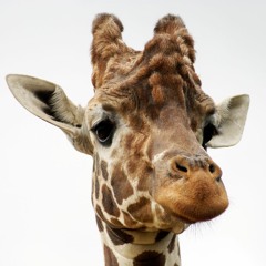 Listen to this Giraffe "Hum"