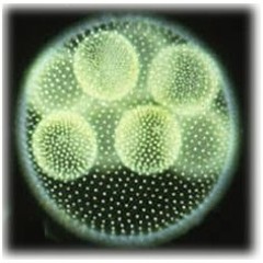 Little Circles