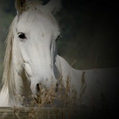 Receiving From Horses
