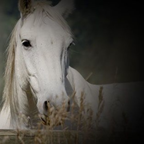 Receiving From Horses