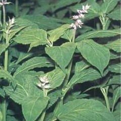 botanik dreams [49 hrtz, Johano]