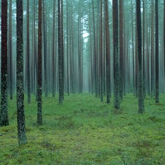 Forest reverb - impulse response