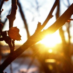 Hypnotik- Autumn Freshness