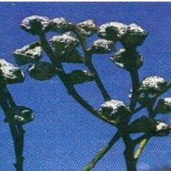 Proteinate water for tropical plants