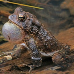 American Toad  |  Bufo americanus  | Anaxyrus americanus