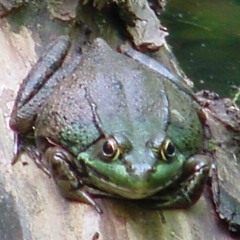 Green Frog  |  Rana clamitans  |  Lithobates clamitans