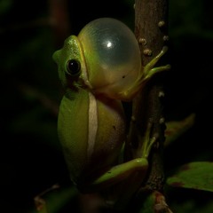 Green Tree Frog  |  Hyla cinerea