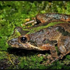 Northern Cricket Frog  |  Acris crepitans