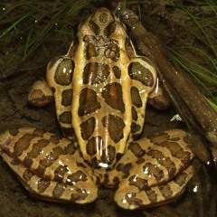 Southern Leopard Frog  |  Rana sphenocephala  |  Lithobates sphenocephalus