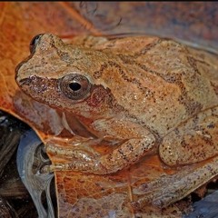 Spring Peeper  |  Pseudacris crucifer