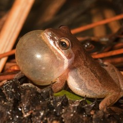 Upland Chorus Frog  |  Pseudacris feriarum