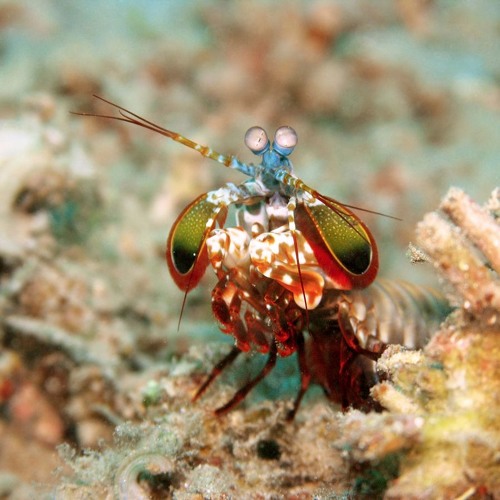 Virus Fishing, Mantis Shrimp Boxing, and Carbon Cutting Bryozoans