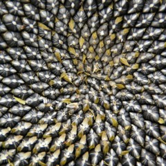 Mexican Sunflower Seeds