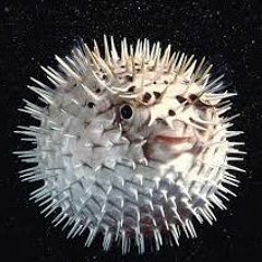 Porno for Pyros "Dogs"