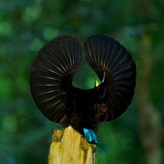 ObscuruM - DOM (ReekO Remix)