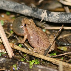 smallfrog