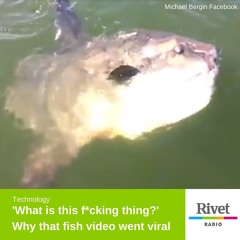 'Holy sh*t, Jay! What is this f*cking thing?' Why that fish video went viral