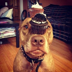 .CUPCAKE NO FILLIN
