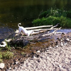 Intervalos De Incorporação (from Um dia levou-me)