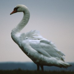 Dancing With Swans