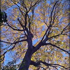 The golden tree
