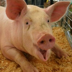 PIG FUCKER