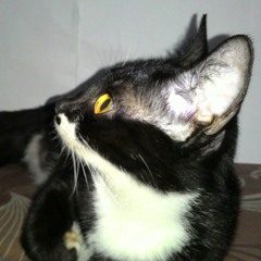 Suara anak kucing - nangis