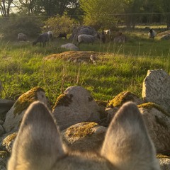 Timmie - OLD* Freestyle, bullshit and thoughts 2