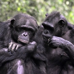 Ebola in great apes and building healthier infrastructure