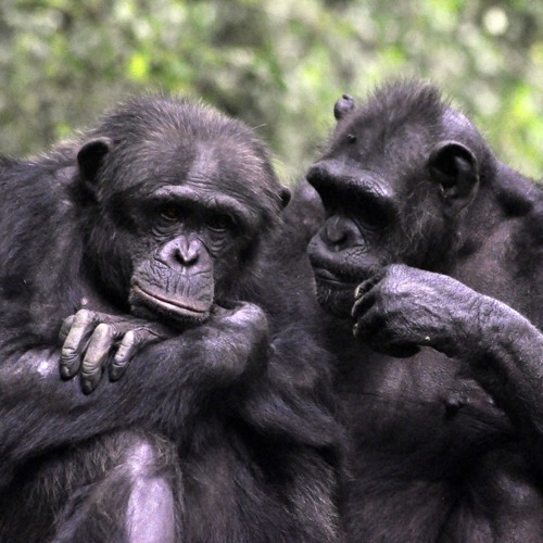 Ebola in great apes and building healthier infrastructure