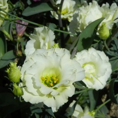 Углем наметил на левом боку / With Coal He Marked on Me