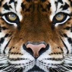 Bunka Loyalty ft. Kool "Heart Of A Tiger" Prod.By Dat Nigha Trez