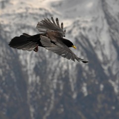 Black Birds (Dead Alpinists)